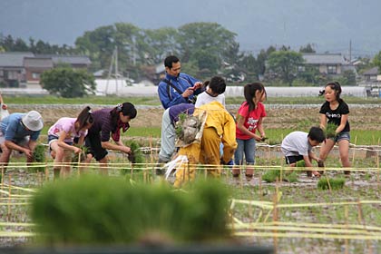 田植えの最中はしばしつば九郎を忘れて田植えに熱中
