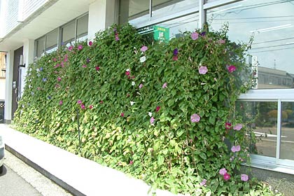 金武が自社に設置した緑のカーテン、昨夏のようす