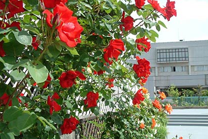三条市役所三条庁舎・低層棟上「市民の広場」で花盛りのバラ
