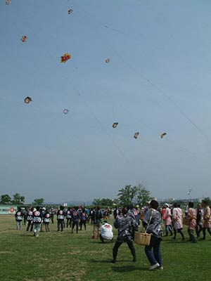 4、5の2日間、総合グラウンドで開かれている三条凧合戦