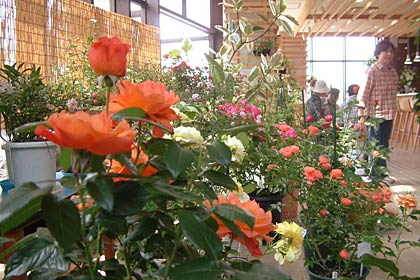 5日に「春のバラ展～13周年～」が開かれる三条市保内公園緑の相談所
