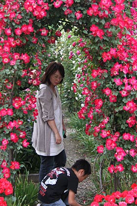 入り口はバラの花のアーチ