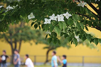 燕市井土巻地内の公園に咲くヤマボウシ