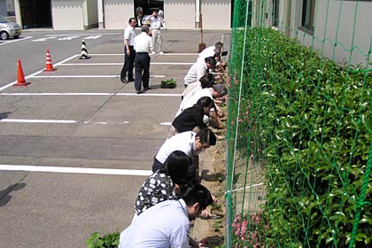 新潟県三条地域振興局の局舎南側に緑のカーテンのゴーヤの苗を植える職員