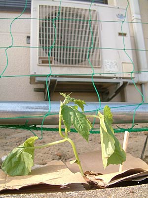 職員が植えたゴーヤの苗
