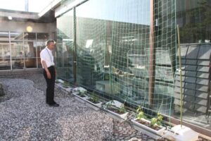 燕市が初めて吉田庁舎に緑のカーテンを設置、ゴーヤの葉で日差しを遮って節電効果を試す