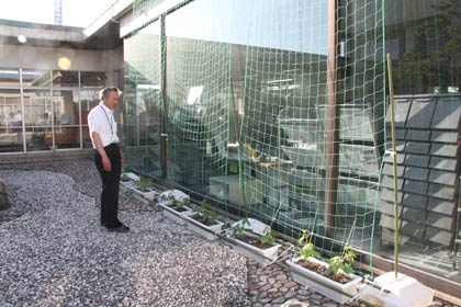 燕市役所吉田庁舎の中庭に初めて設置されたゴーヤの緑のカーテンと担当の今井総務課副参事