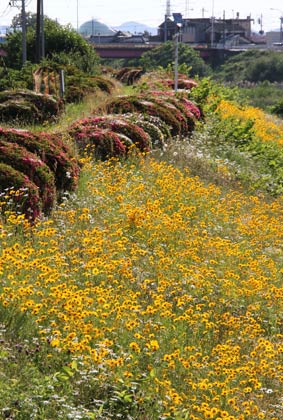 15日の燕市南4地内の中ノ口川右岸河川敷、群生して咲くオオキンケイギクが風に揺れる