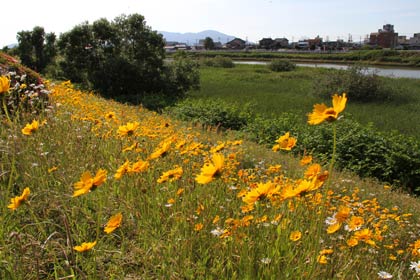 15日の燕市南4地内の中ノ口川右岸河川敷、群生して咲くオオキンケイギクが風に揺れる