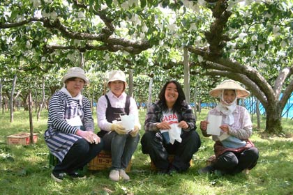 ナシ畑で袋かけ作業を行う小杉農園