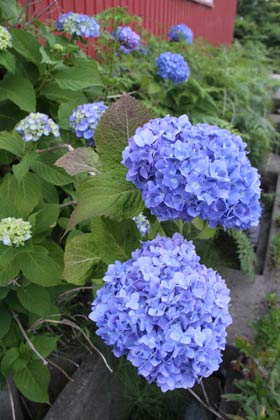 三条市上須頃地内で色づき始めたアジサイ