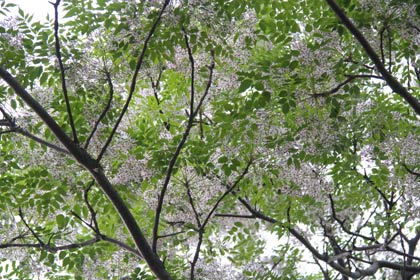  びっしりと薄紫色の花をつけたセンダン