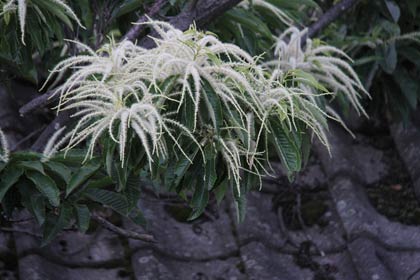 クリの花