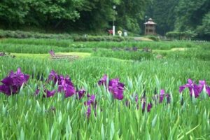 19日から花菖蒲まつりが始まるしらさぎ森林公園はハナショウブが咲き始め