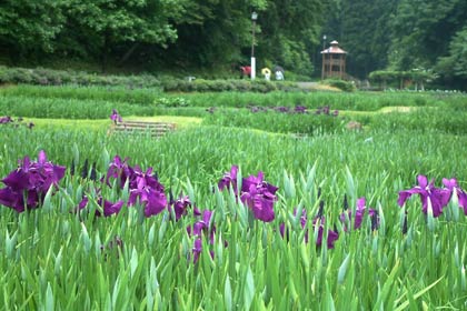 19日から花菖蒲まつりが始まるしらさぎ森林公園はハナショウブが咲き始め