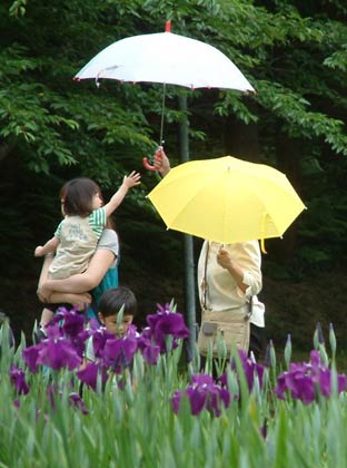 開幕前日の18日は昼ころに降った小雨で傘が開き、梅雨の花の花菖蒲にはかえってふさわしい天気