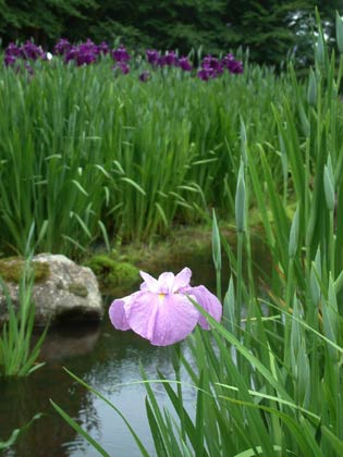 あでやかな花菖蒲の花