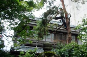 三条市丸井今井邸で庭木の剪定作業のボランティアを行う三条造園建設業協会