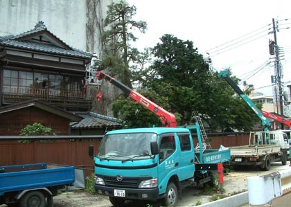 高所作業者も投入しての大がかりなせん定作業