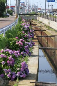 燕市吉田地内、国道116号沿いに連なるアジサイの花は今が見ごろ、写真奥が新潟市方向