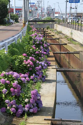 燕市吉田地内、国道116号沿いに連なるアジサイの花は今が見ごろ、写真奥が新潟市方向
