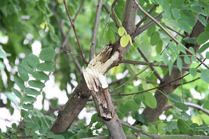 折れてガラスにぶつかったとと思われる枝の折れた部分