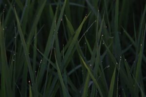 8日の三条は猛暑日にも迫る今夏最高の34.0度を記録