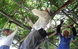 燕市・八王寺大白藤保勝会が県指定天然記念物「八王寺の白藤」のマメもぎとせん定作業
