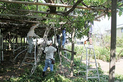 若手が参加して15人の人海戦術で一気に作業
