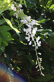 季節外れの狂い咲きの花房も