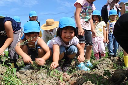 燕市が旧第2避難所の畑で避難所の人たちと地元保育園児で行ったジャガイモ堀り
