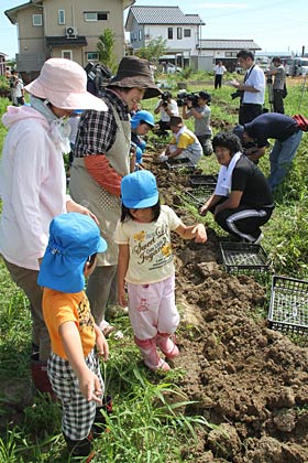 避難所の人と大曲八王寺保育園の年長児で協力してイモ堀り