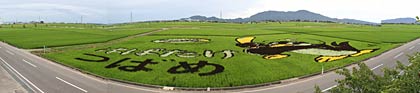 くっきりとつば九郎が浮かび上がった7月下旬の田んぼアートのようす