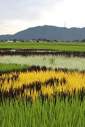 近くからは図柄がわからないが葉の色の違いはくっきり