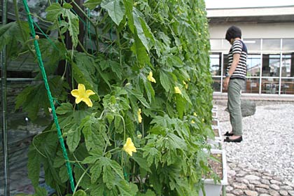 燕市吉田庁舎の緑のカーテンのゴーヤは見事に育って花を咲かせ、果実を実らせる