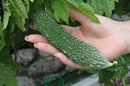下の方のゴーヤの実はこんなに大きく育った