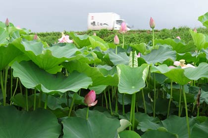三条市三貫地地内で咲くハスの花