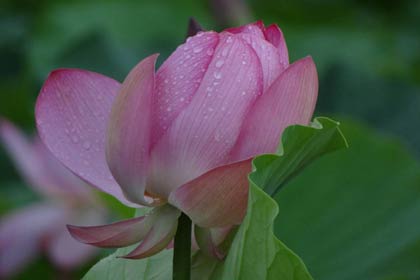 三条市三貫地地内で咲くハスの花