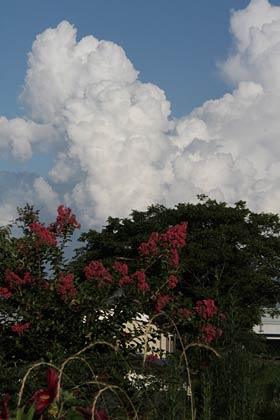 三条市上須頃地内で入道雲と手前にサルスベリの赤い花
