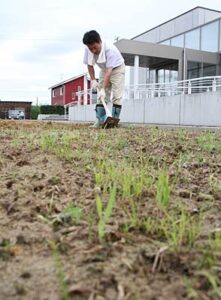 燕市産業史料館の玄関前の植え込みをマリーゴールドの花で飾ろうと土を耕す