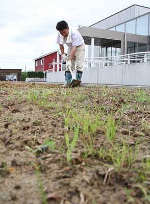 マリーゴールドの花で飾ろうと燕市産業史料館前の植え込みをくわで耕す