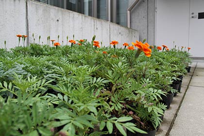 種から育てた200のポットに育てたマリーゴールドの花苗え
