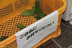 23日、三条市の本庁舎、低層棟市民ホール冷水機となりのプラスチックケースに入れて配布を開始したグリーンカーテンから収穫したゴーヤ