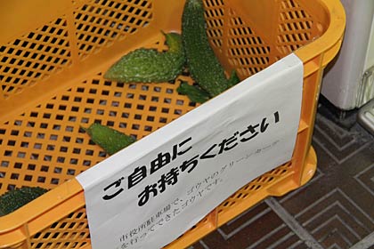 23日、三条市の本庁舎、低層棟市民ホール冷水機となりのプラスチックケースに入れて配布を開始したグリーンカーテンから収穫したゴーヤ