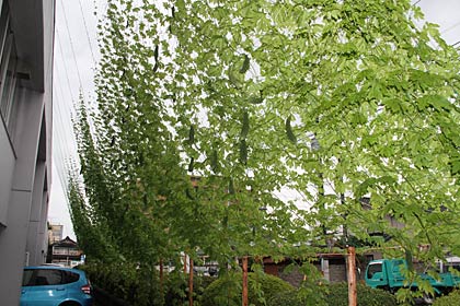 低層棟西側に設置されたグリーンカーテンのゴーヤ、成長はもうひとつだったが、たくさんの実を結ぶ