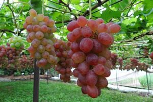 岡村葡萄園で9月3日から11月5日までに5日間に渡ってブドウ畑でランチを楽しむ「Farmer’s Garden Lunch 葡萄畑でお食事を…」