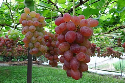 「Farmer's Garden Lunch 葡萄畑でお食事を…」を開く岡村葡萄園のブドウ畑、ロザリオロッソはすでに赤い実を下げている