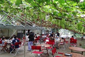 岡村葡萄園でブドウ畑をレストランにランチを楽しむ「Farmer’s Garden Lunch 葡萄畑でお食事を…」の初回に30人が参加