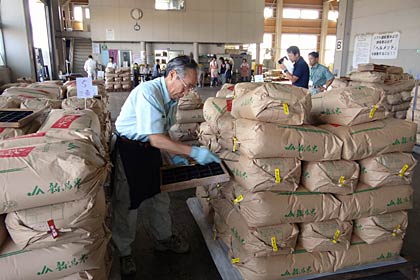 「穀さし」でコメ袋からコメを採取