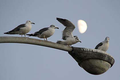 海鳥と月